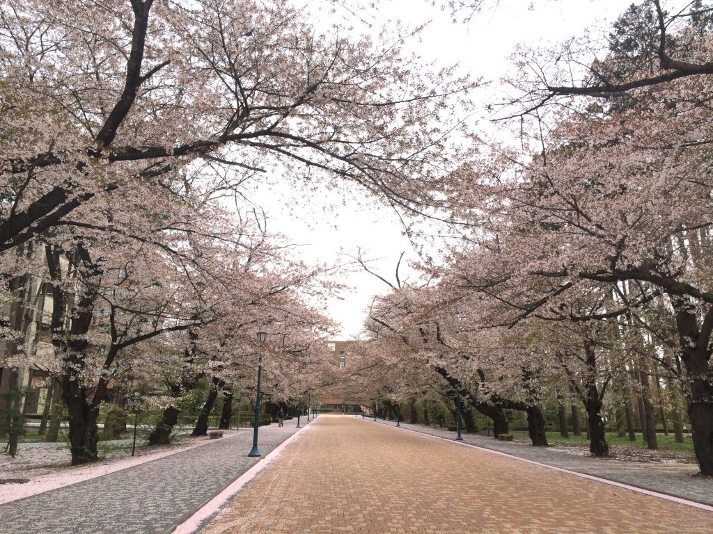 日大工学部の桜
