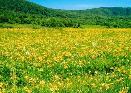 天空の花園・ニッコウキスゲ生息株数日本一の「雄国沼湿原」へ！