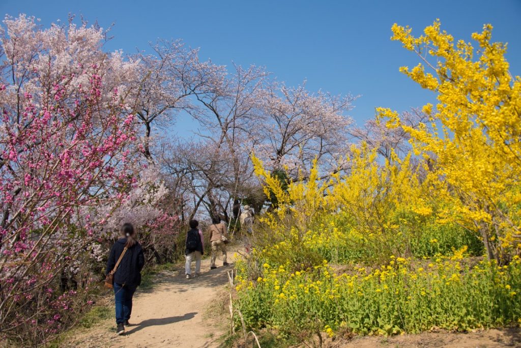 花見山の歩道