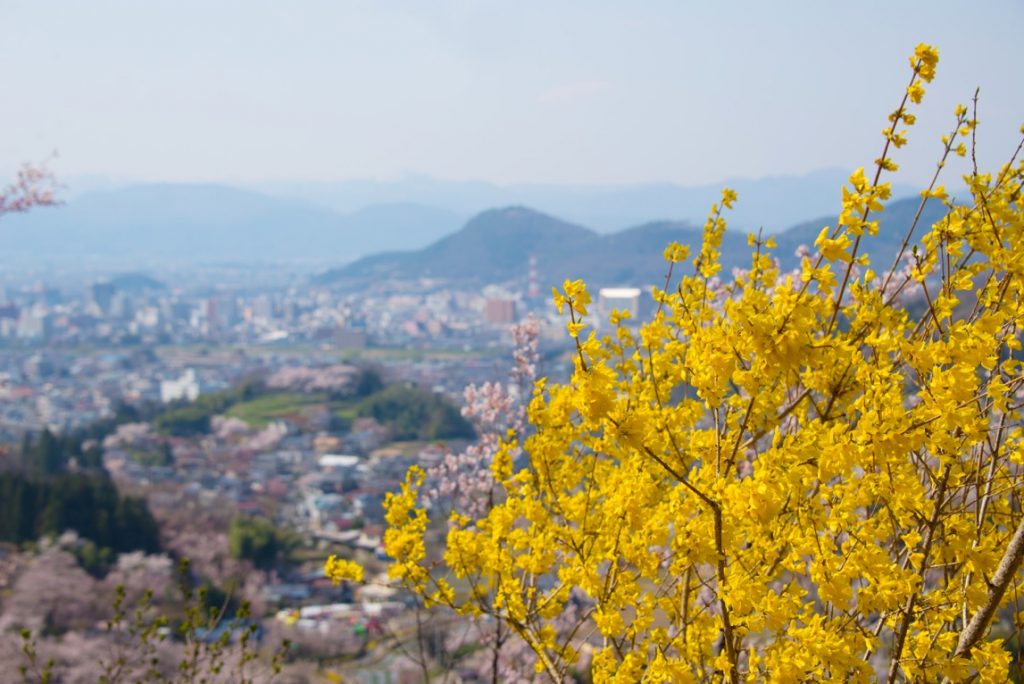 花見山の頂上