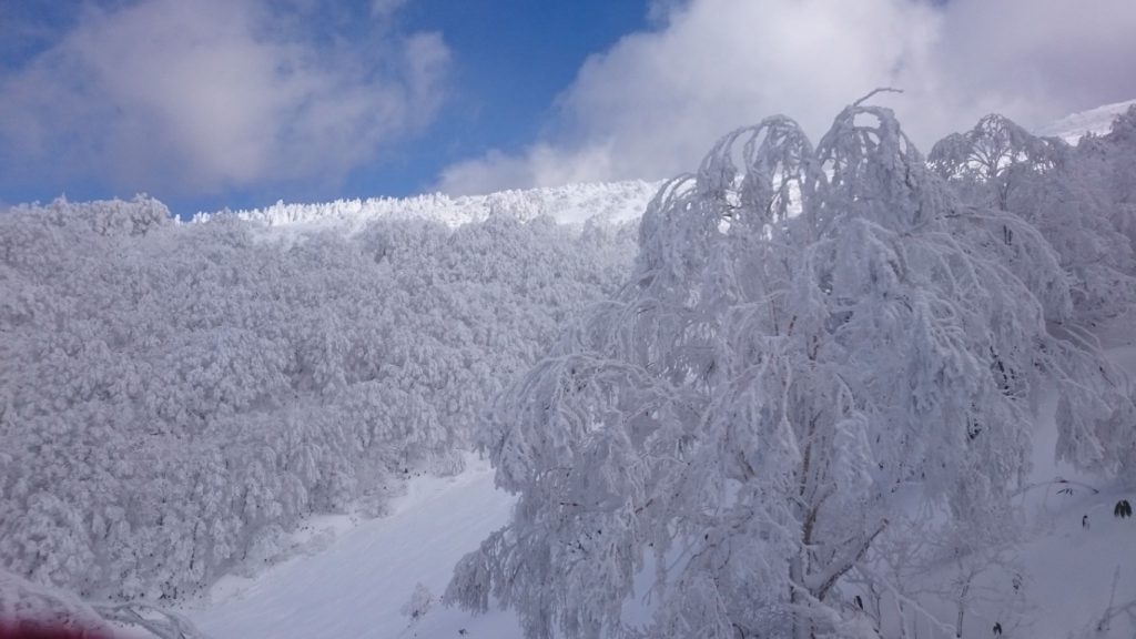 箕輪スキー場・山頂付近の樹氷