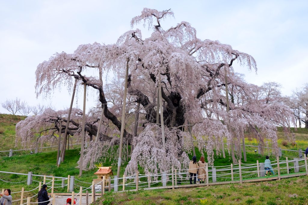 三春滝桜