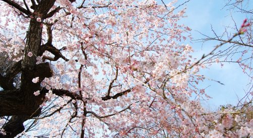 信夫山公園の桜